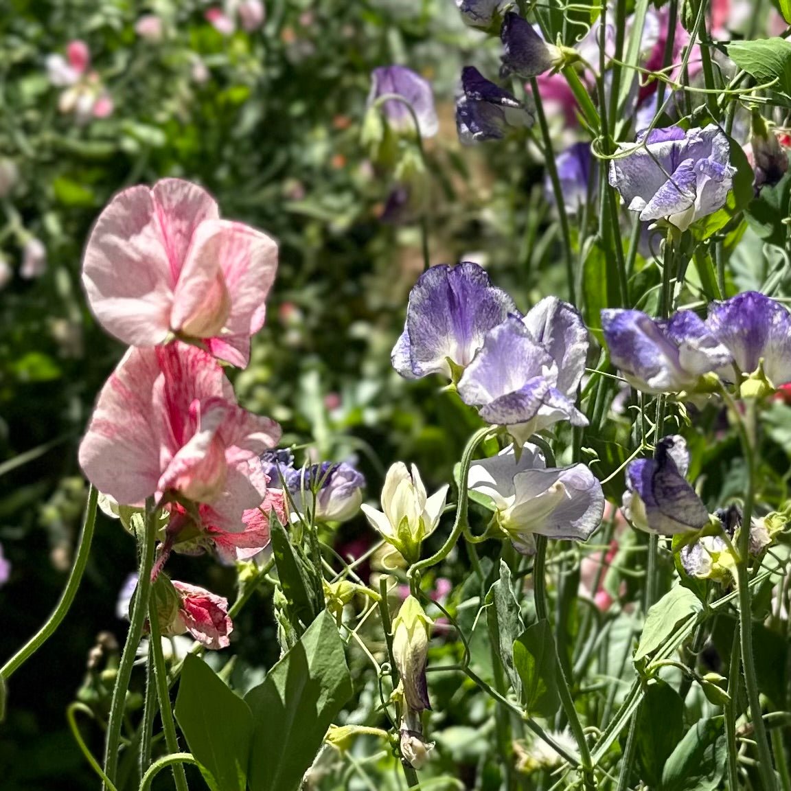 Sweet Pea 'Spencer Stripes' Mixed Seeds - Hollyhock Hill