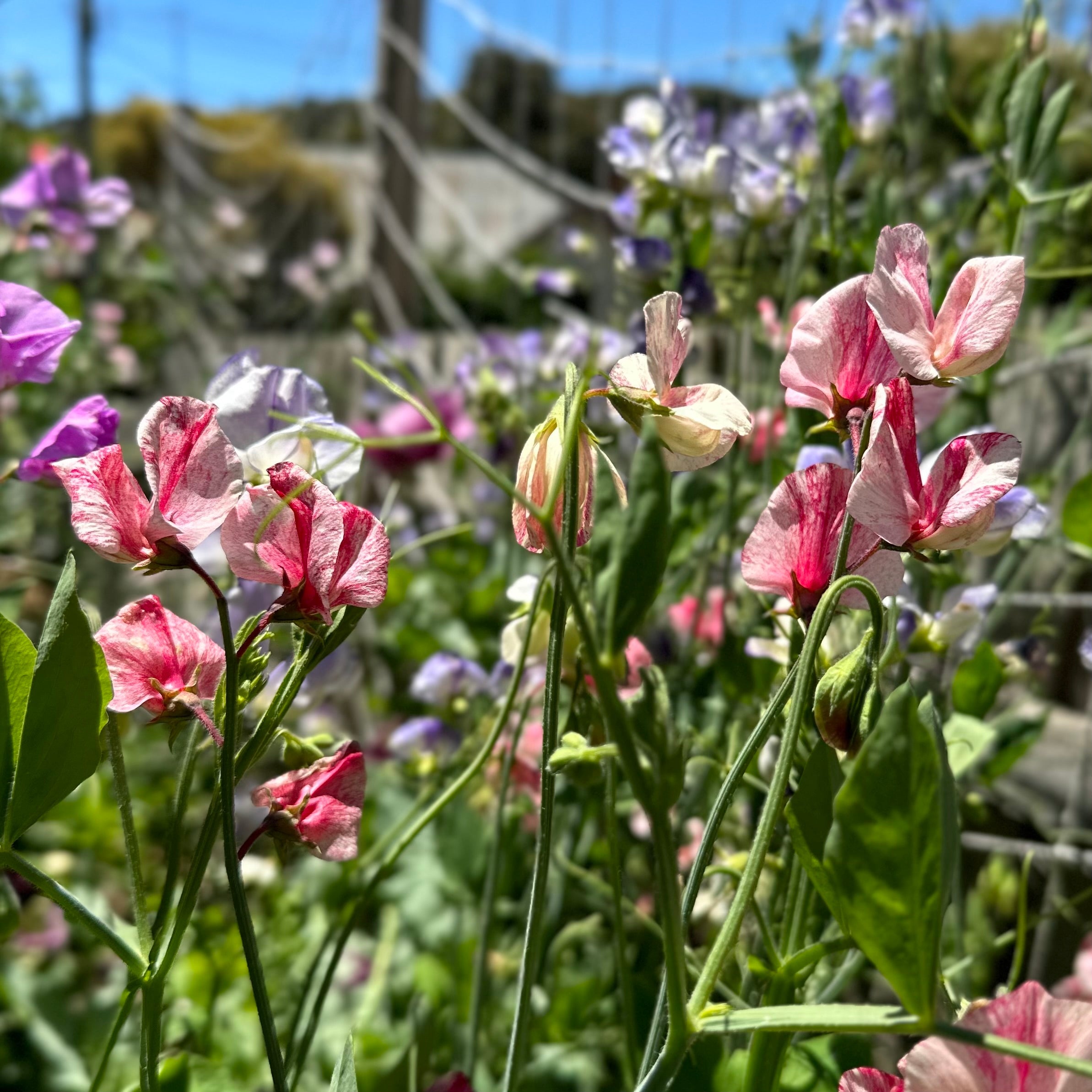 Sweet Pea 'Spencer Stripes' Mixed Seeds - Hollyhock Hill