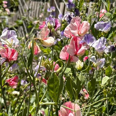 Sweet Pea 'Spencer Stripes' Mixed Seeds - Hollyhock Hill