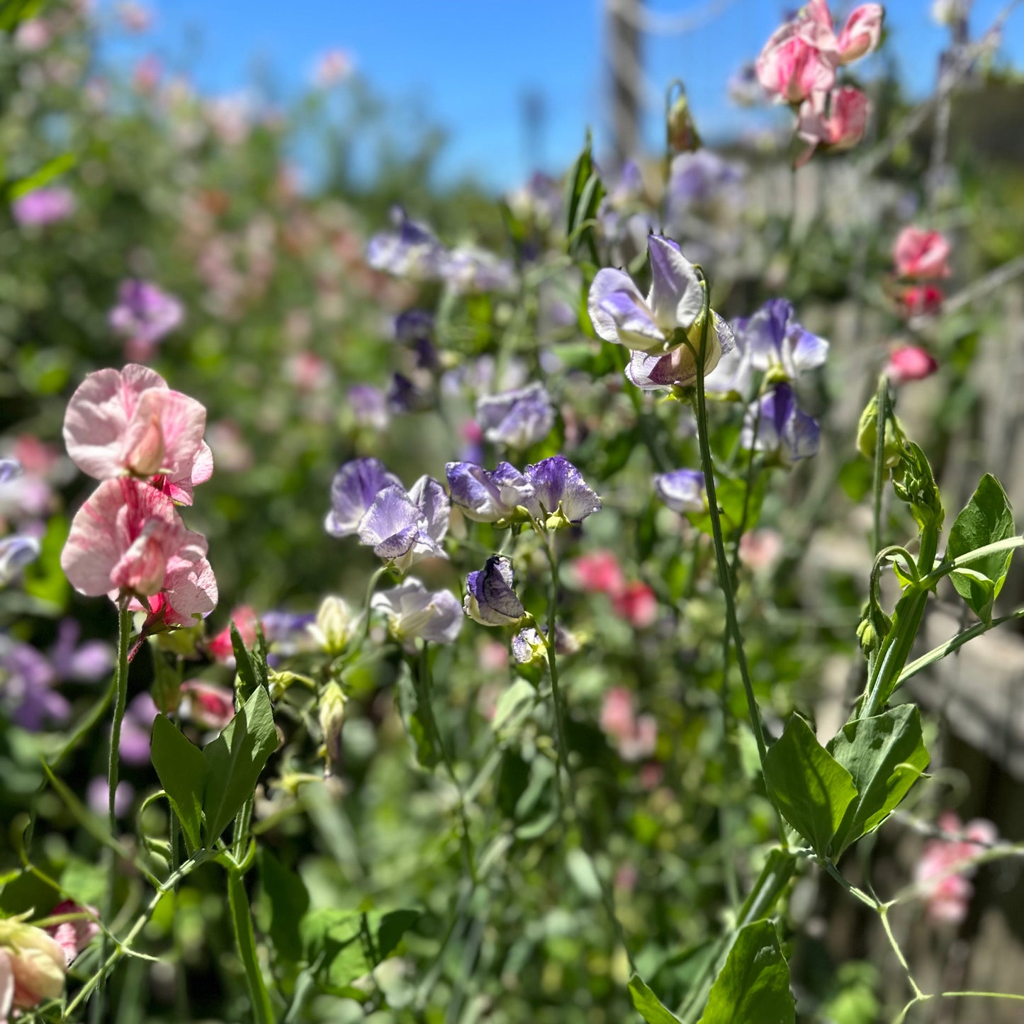 Sweet Pea 'Spencer Stripes' Mixed Seeds - Hollyhock Hill