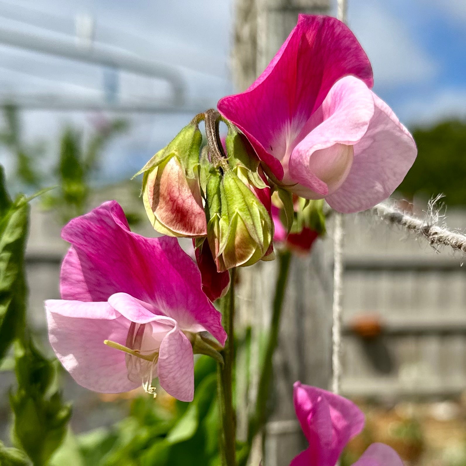 Sweet Pea ‘Strawberry Fields’ Seeds COMING SOON - Hollyhock Hill