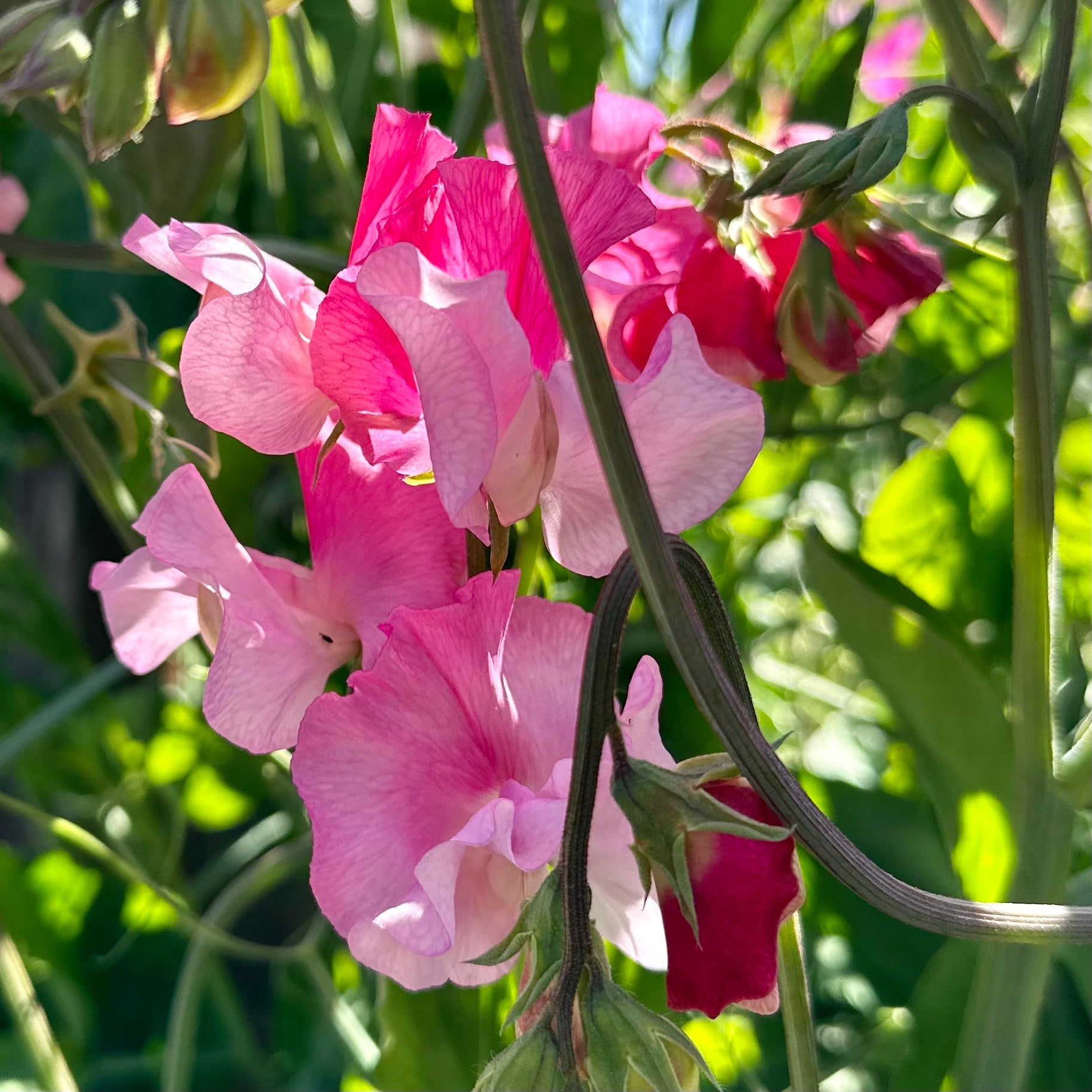 Sweet Pea ‘Strawberry Fields’ Seeds COMING SOON - Hollyhock Hill