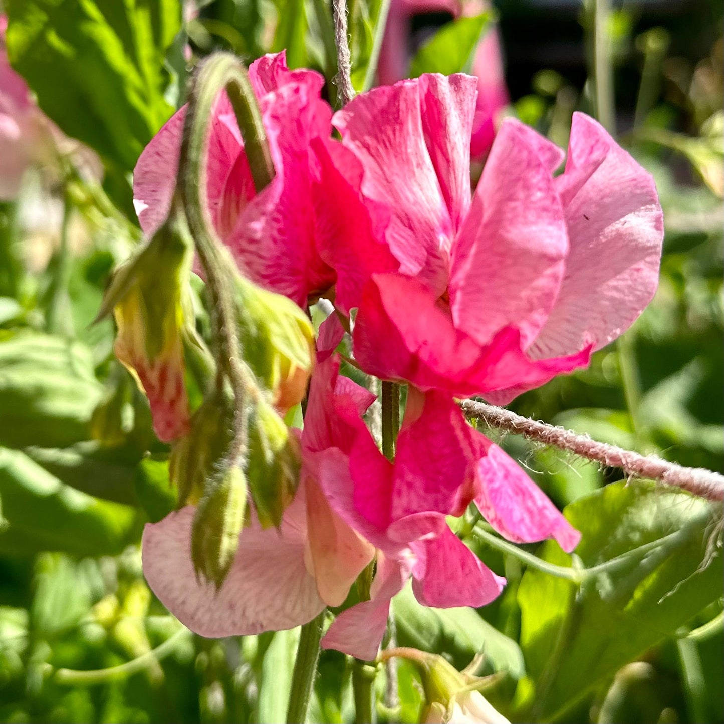 Sweet Pea ‘Strawberry Fields’ Seeds COMING SOON - Hollyhock Hill