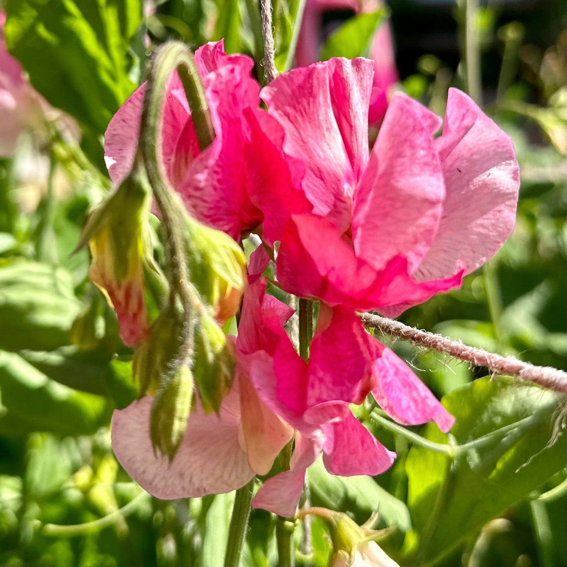Sweet Pea ‘Strawberry Fields’ Seeds COMING SOON - Hollyhock Hill