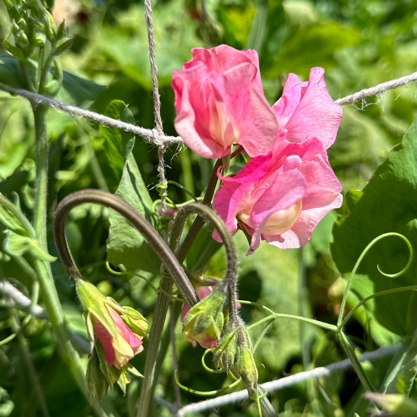 Sweet Pea ‘Strawberry Fields’ Seeds COMING SOON - Hollyhock Hill