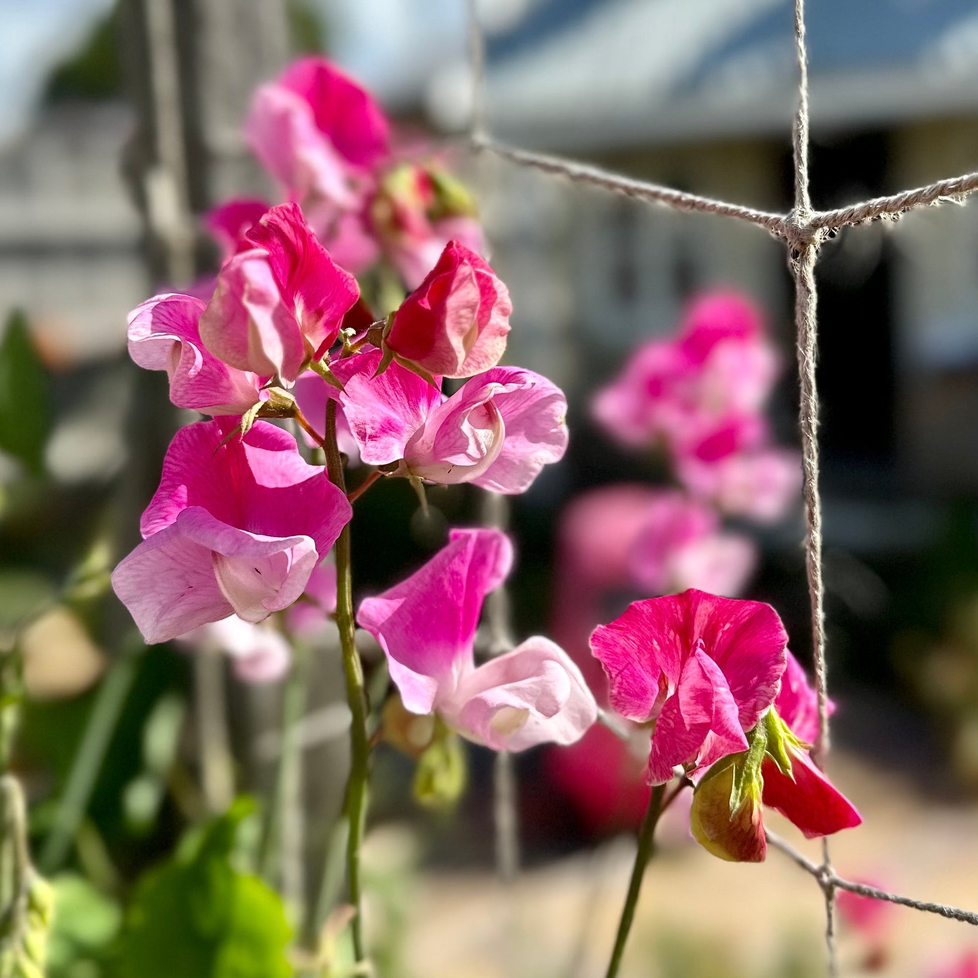 Sweet Pea ‘Strawberry Fields’ Seeds COMING SOON - Hollyhock Hill
