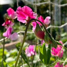 Load image into Gallery viewer, Sweet Pea ‘Strawberry Fields’ Seeds COMING SOON - Hollyhock Hill
