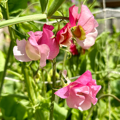 Sweet Pea ‘Strawberry Fields’ Seeds COMING SOON - Hollyhock Hill