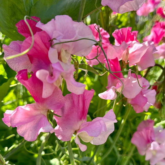 Sweet Pea ‘Strawberry Fields’ Seeds COMING SOON - Hollyhock Hill