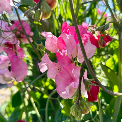 Sweet Pea ‘Strawberry Fields’ Seeds COMING SOON - Hollyhock Hill