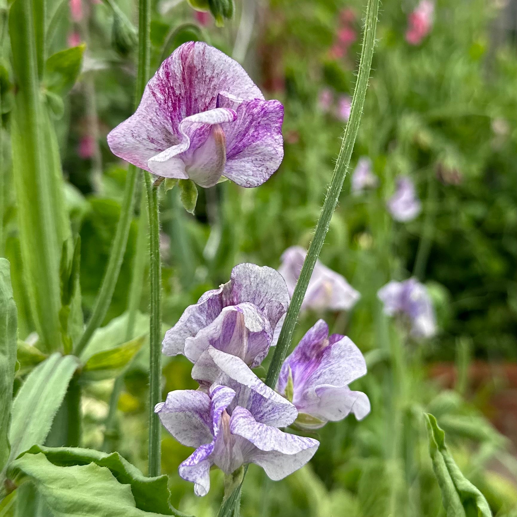 Sweet Pea ‘The Major’ Seeds COMING SOON - Hollyhock Hill