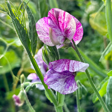 Load image into Gallery viewer, Sweet Pea ‘The Major’ Seeds COMING SOON - Hollyhock Hill
