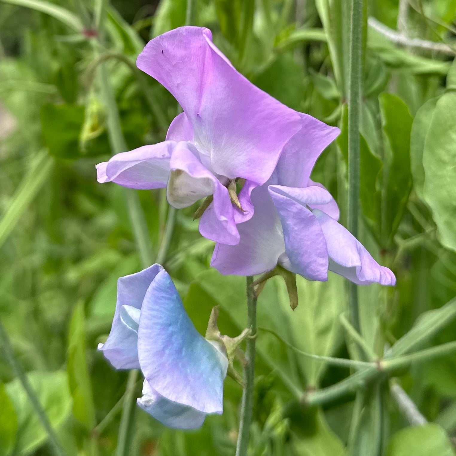 Sweet Pea ‘Turquoise Lagoon’ Seeds COMING SOON - Hollyhock Hill