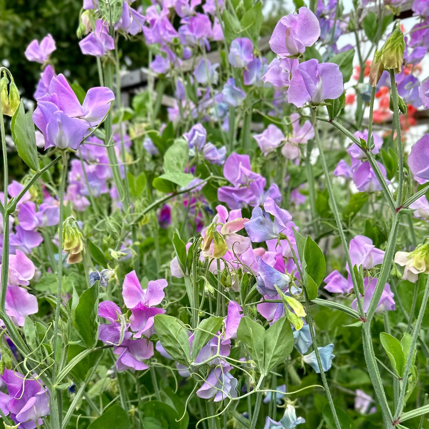 Sweet Pea ‘Turquoise Lagoon’ Seeds COMING SOON - Hollyhock Hill