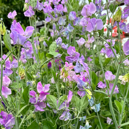 Sweet Pea ‘Turquoise Lagoon’ Seeds COMING SOON - Hollyhock Hill