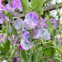 Load image into Gallery viewer, Sweet Pea ‘Turquoise Lagoon’ Seeds COMING SOON - Hollyhock Hill
