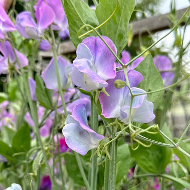 Sweet Pea ‘Turquoise Lagoon’ Seeds COMING SOON - Hollyhock Hill