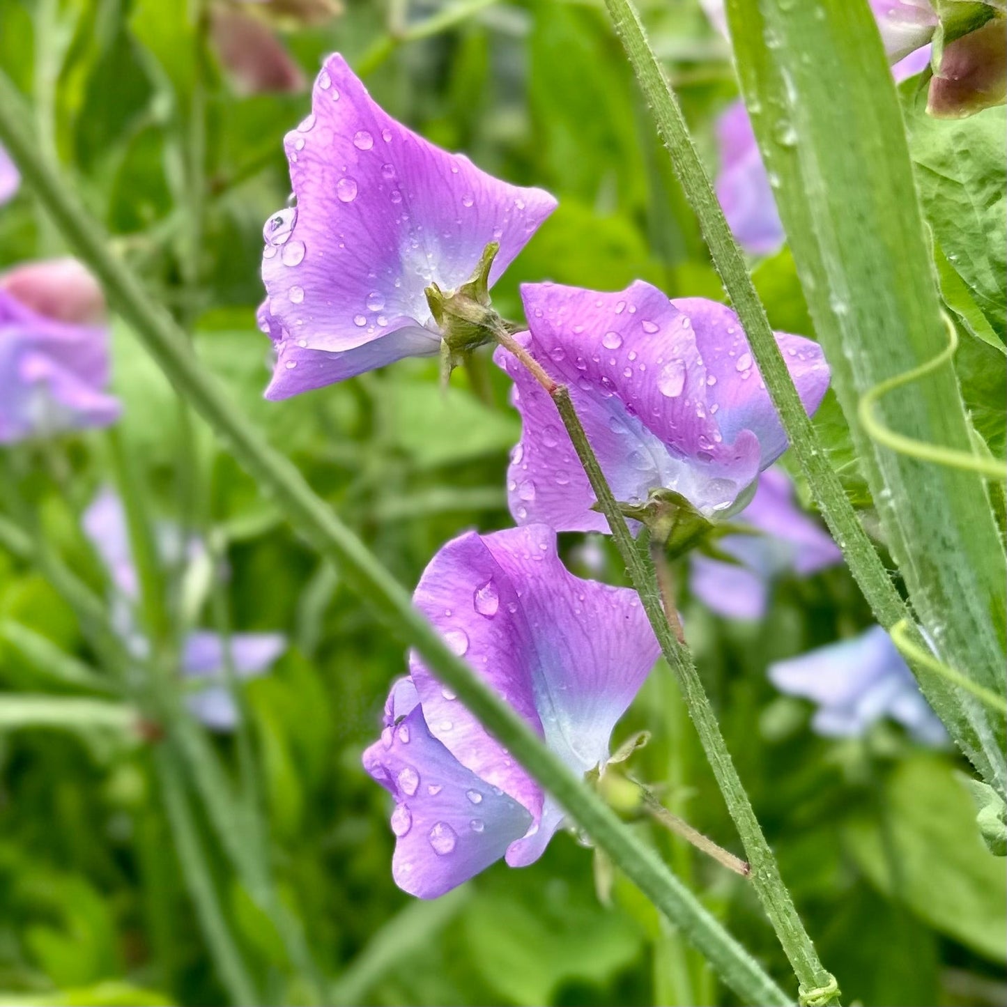 Sweet Pea ‘Turquoise Lagoon’ Seeds COMING SOON - Hollyhock Hill