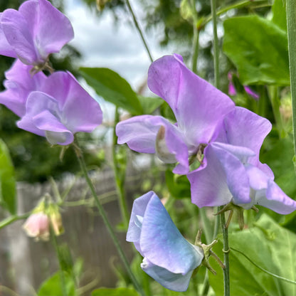 Sweet Pea ‘Turquoise Lagoon’ Seeds COMING SOON - Hollyhock Hill