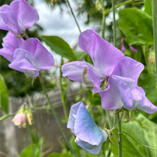 Load image into Gallery viewer, Sweet Pea ‘Turquoise Lagoon’ Seeds COMING SOON - Hollyhock Hill
