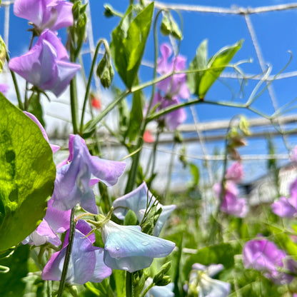 Sweet Pea ‘Turquoise Lagoon’ Seeds COMING SOON - Hollyhock Hill