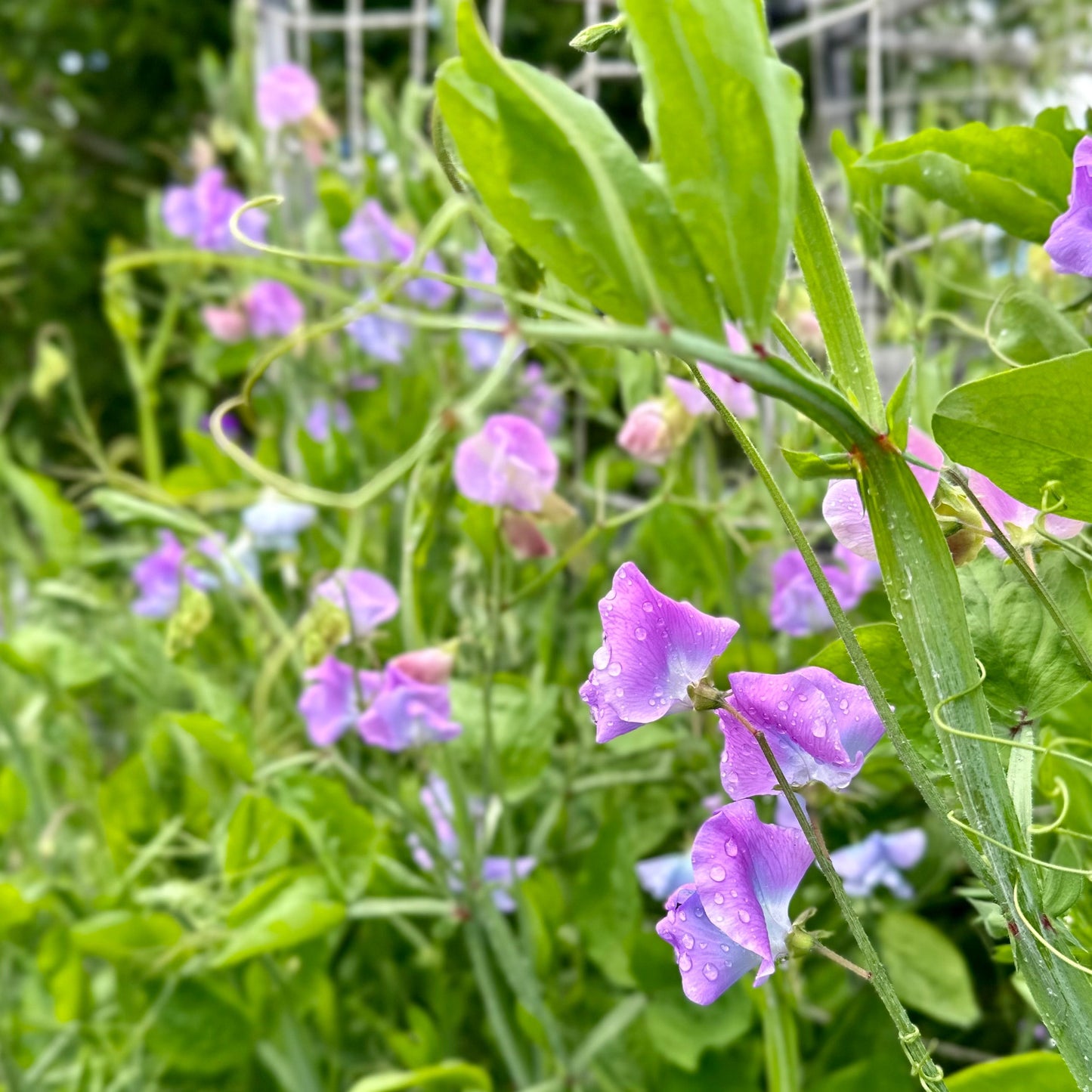 Sweet Pea ‘Turquoise Lagoon’ Seeds COMING SOON - Hollyhock Hill