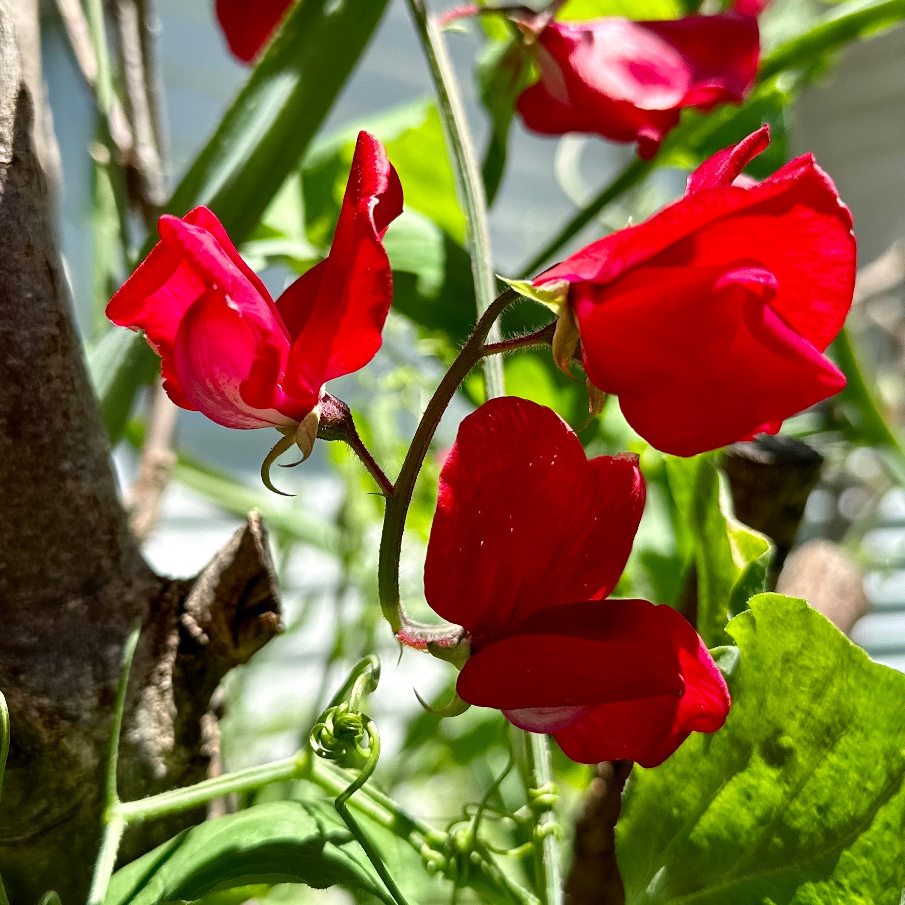 Sweet Pea ‘Winston Churchill’ Seeds COMING SOON - Hollyhock Hill