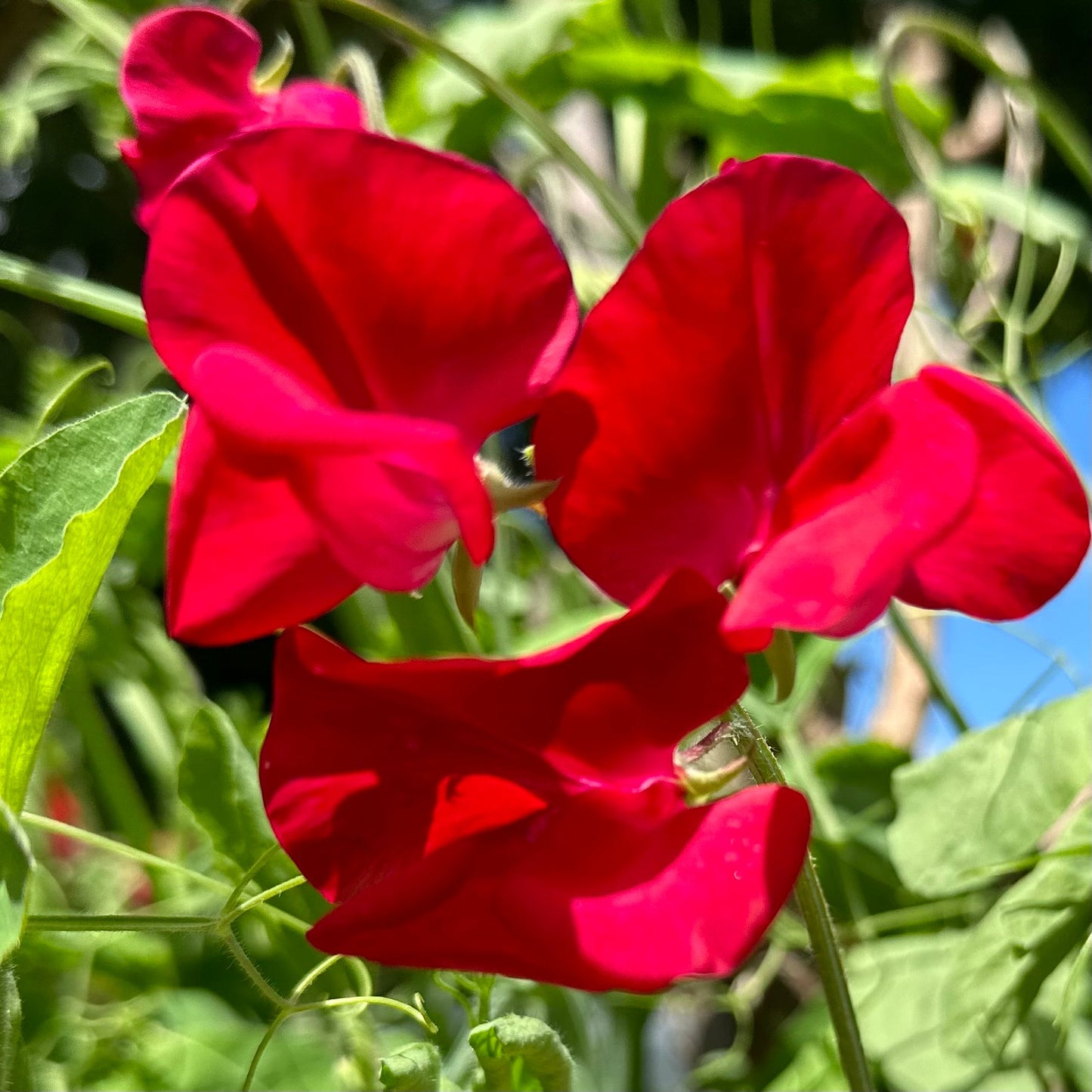 Sweet Pea ‘Winston Churchill’ Seeds COMING SOON - Hollyhock Hill