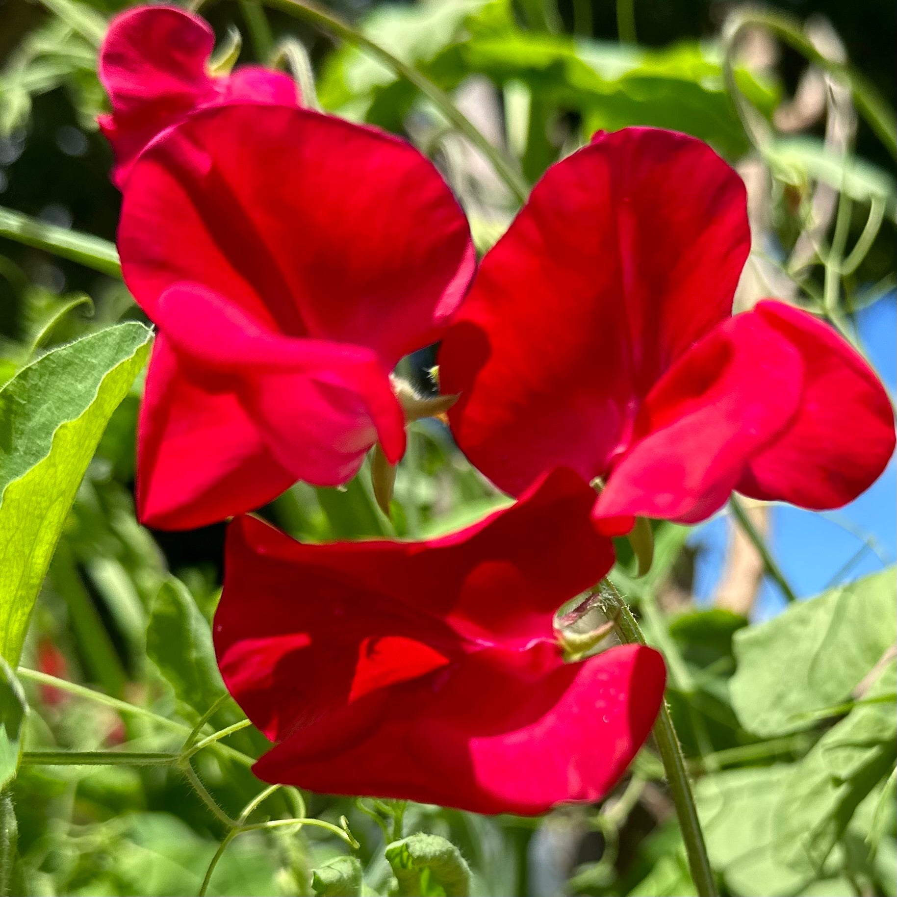 Sweet Pea ‘Winston Churchill’ Seeds COMING SOON - Hollyhock Hill