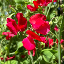 Load image into Gallery viewer, Sweet Pea ‘Winston Churchill’ Seeds COMING SOON - Hollyhock Hill
