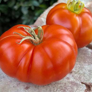 Tomato 'Beefsteak' Seeds - Hollyhock Hill