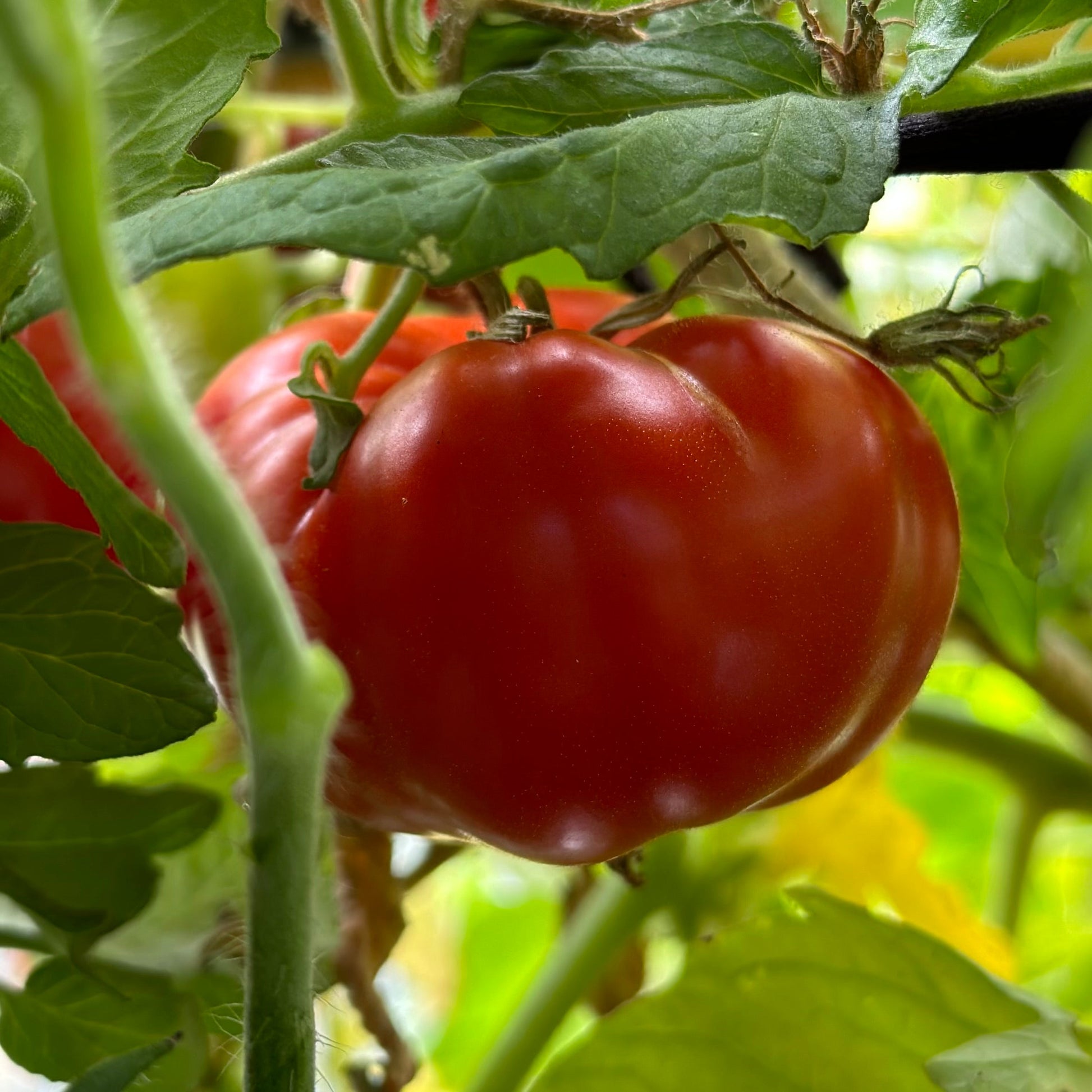 Tomato 'Beefsteak' Seeds - Hollyhock Hill