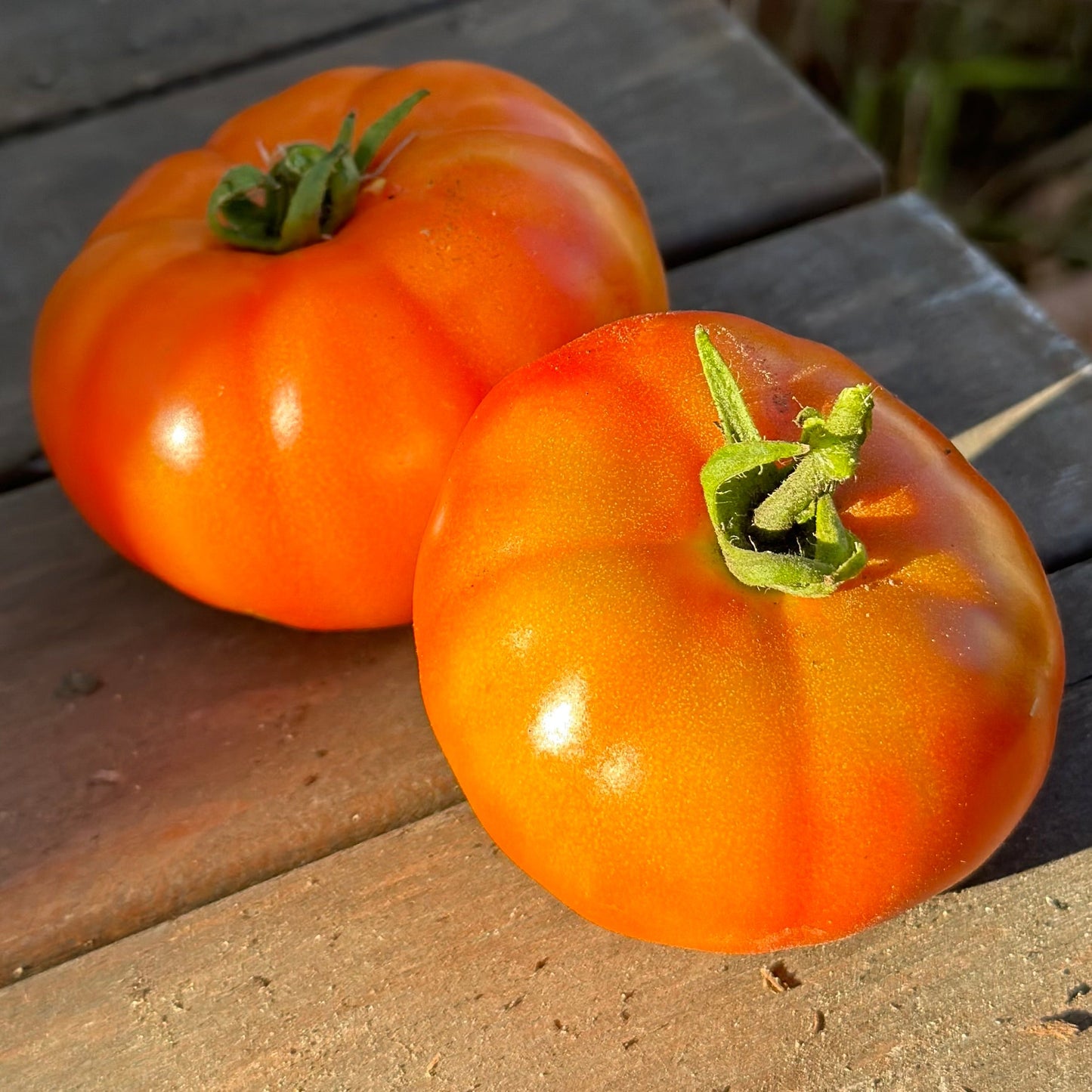 Tomato 'Beefsteak' Seeds - Hollyhock Hill