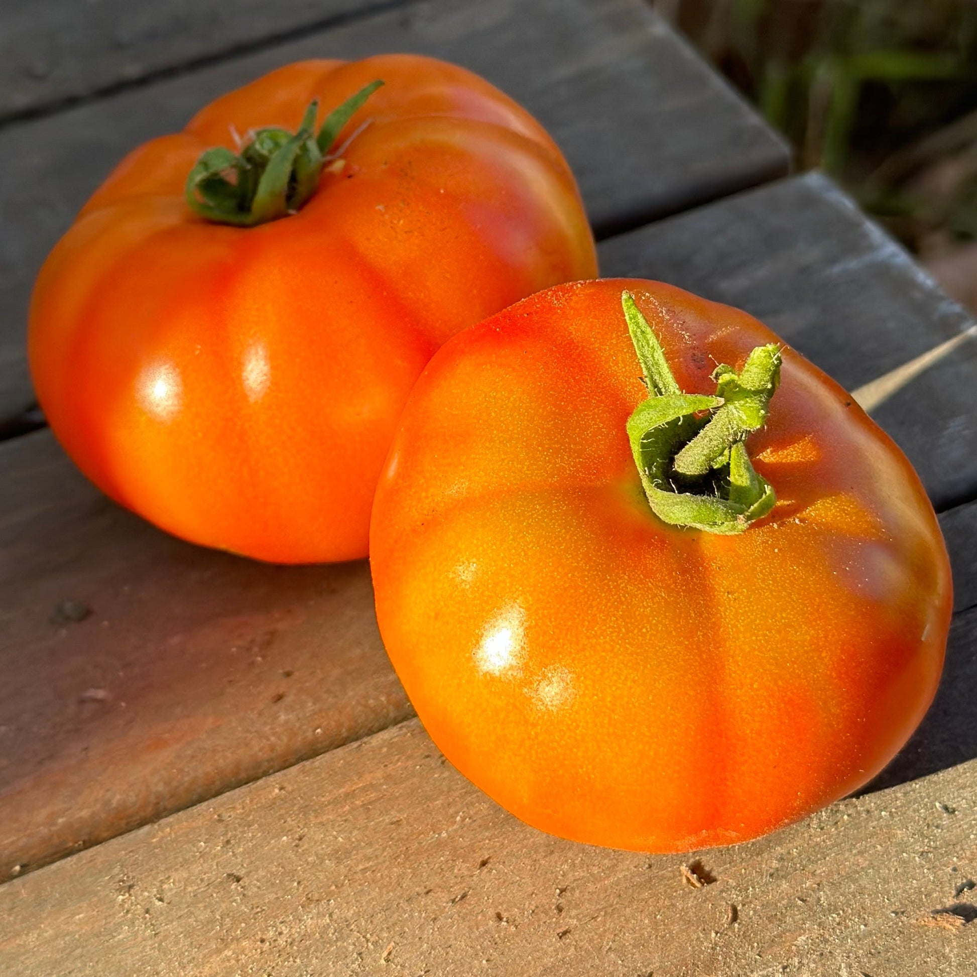 Tomato 'Beefsteak' Seeds - Hollyhock Hill