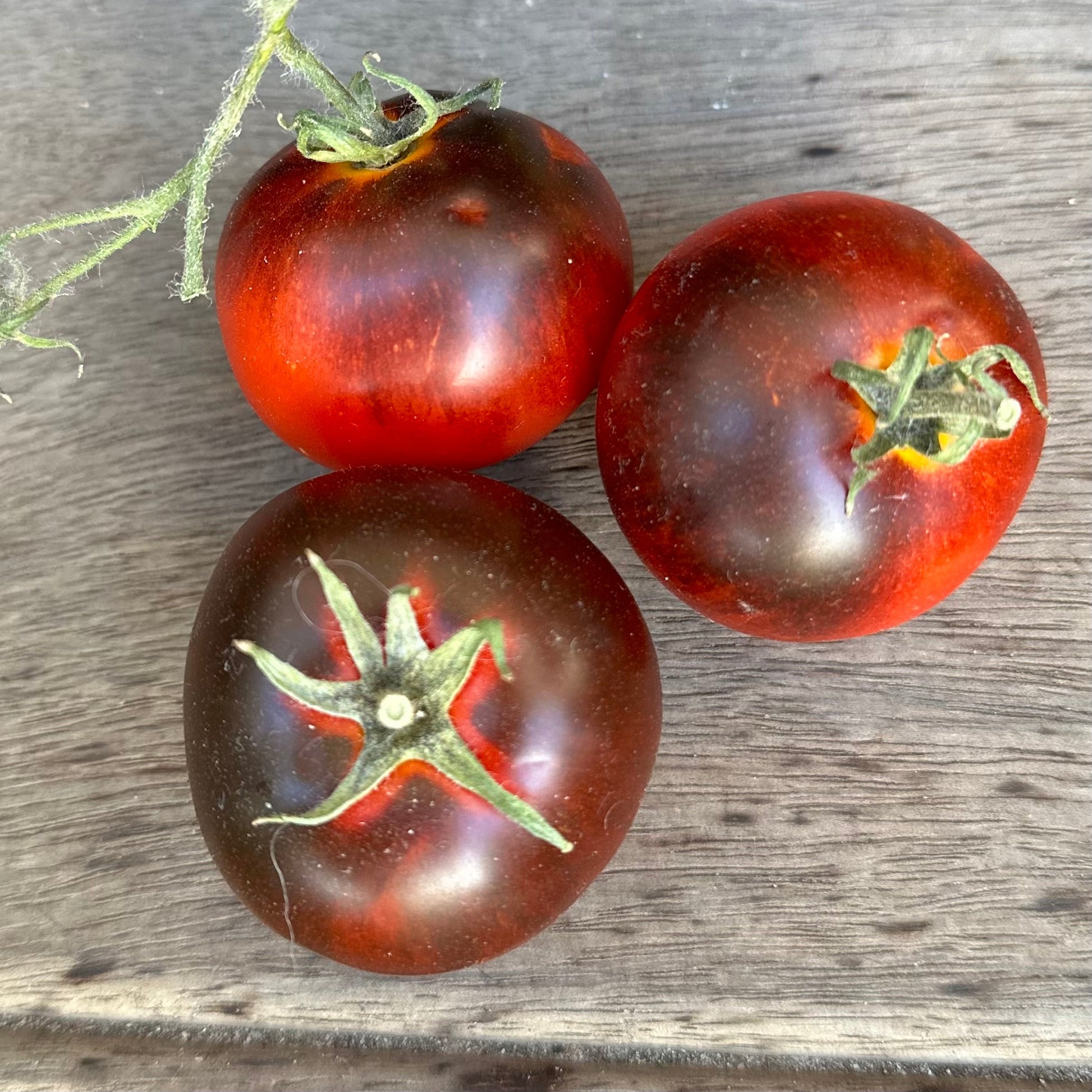 Tomato 'Black and Red' Seeds - Hollyhock Hill
