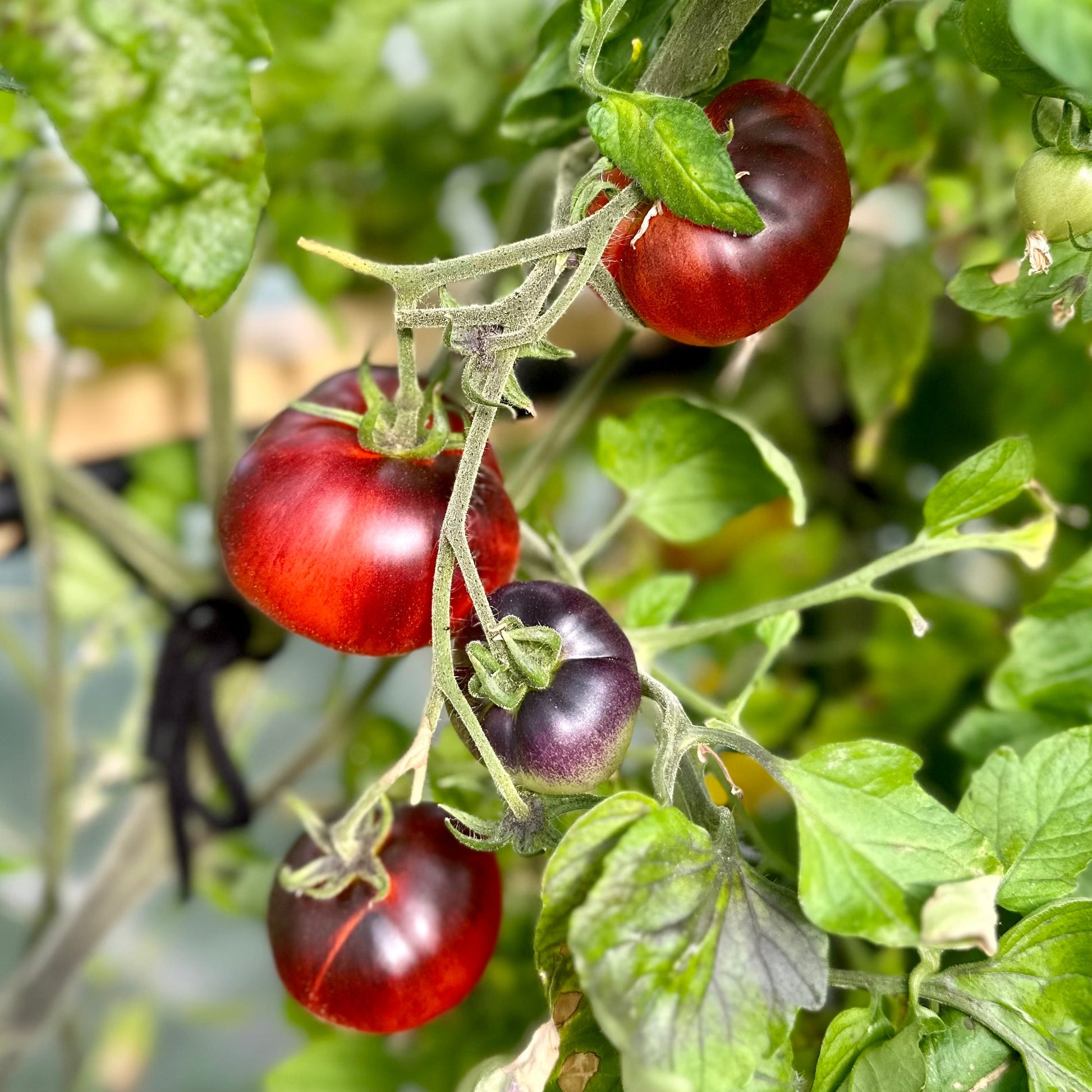 Tomato 'Black and Red' Seeds - Hollyhock Hill