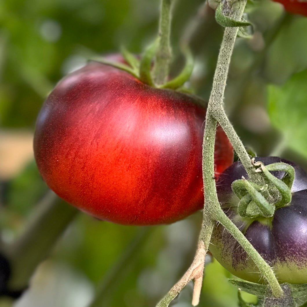 Tomato 'Black and Red' Seeds - Hollyhock Hill