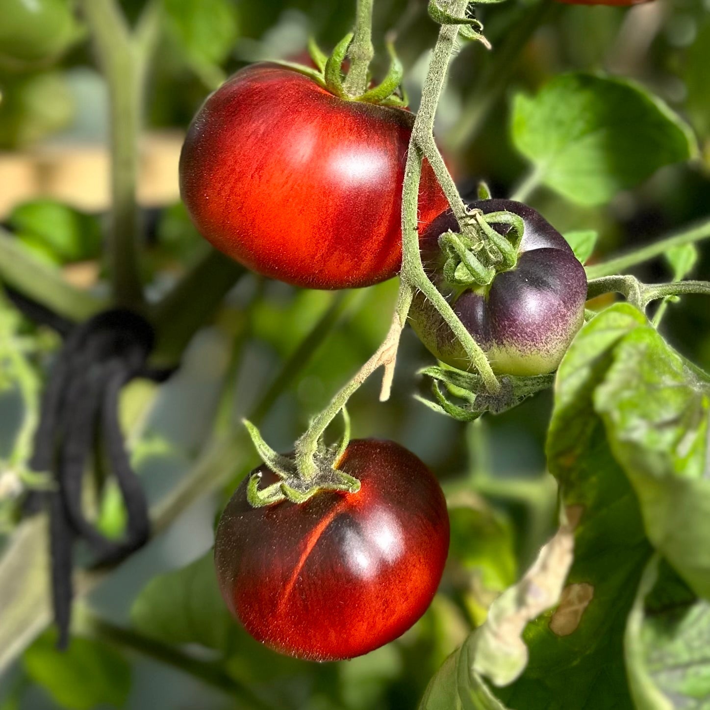 Tomato 'Black and Red' Seeds - Hollyhock Hill