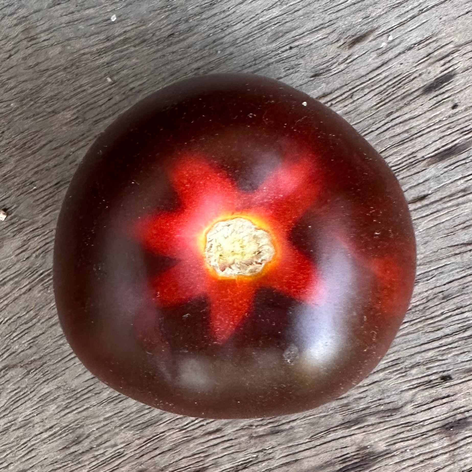 Tomato 'Black and Red' Seeds - Hollyhock Hill