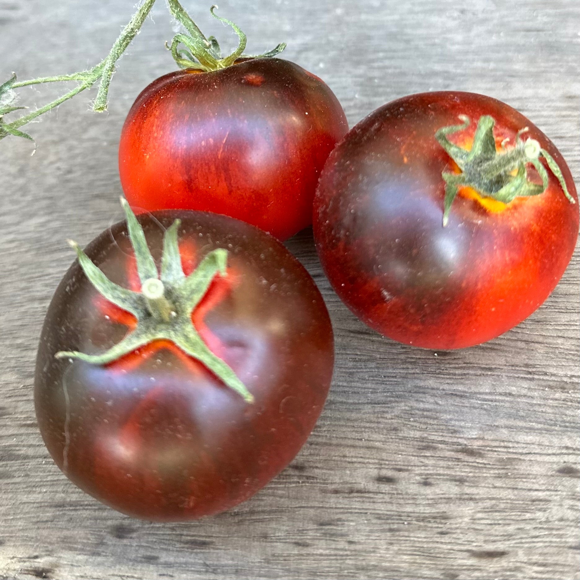 Tomato 'Black and Red' Seeds - Hollyhock Hill