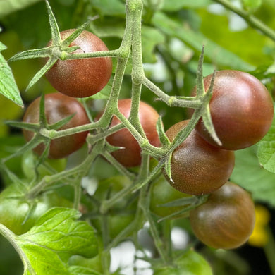 Tomato 'Black Cherry' Seeds - Hollyhock Hill