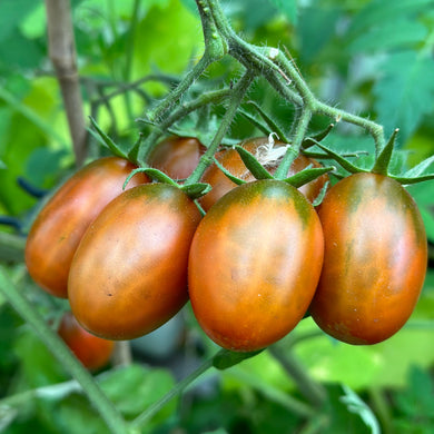 Tomato 'Black Plum' Seeds - Hollyhock Hill