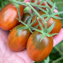 Load image into Gallery viewer, Tomato &#39;Black Plum&#39; Seeds - Hollyhock Hill
