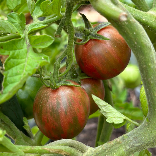 Tomato 'Black Zebra Cherry’ Seeds - Hollyhock Hill