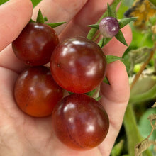 Load image into Gallery viewer, Tomato &#39;Blue Berries&#39; Seeds - Hollyhock Hill
