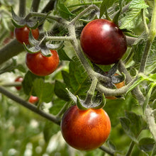 Load image into Gallery viewer, Tomato &#39;Blue Berries&#39; Seeds - Hollyhock Hill
