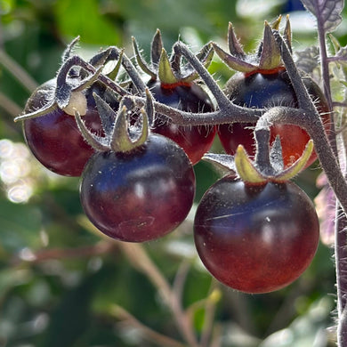 Tomato 'Blue Berries' Seeds - Hollyhock Hill
