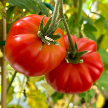 Load image into Gallery viewer, Tomato &#39;Costoluto Fiorentino&#39; Seeds - Hollyhock Hill
