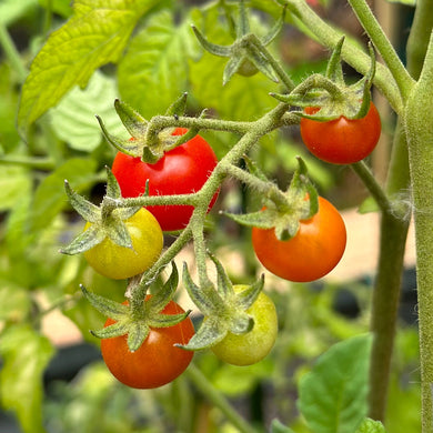 Tomato 'Gardener's Delight' Seeds - Hollyhock Hill