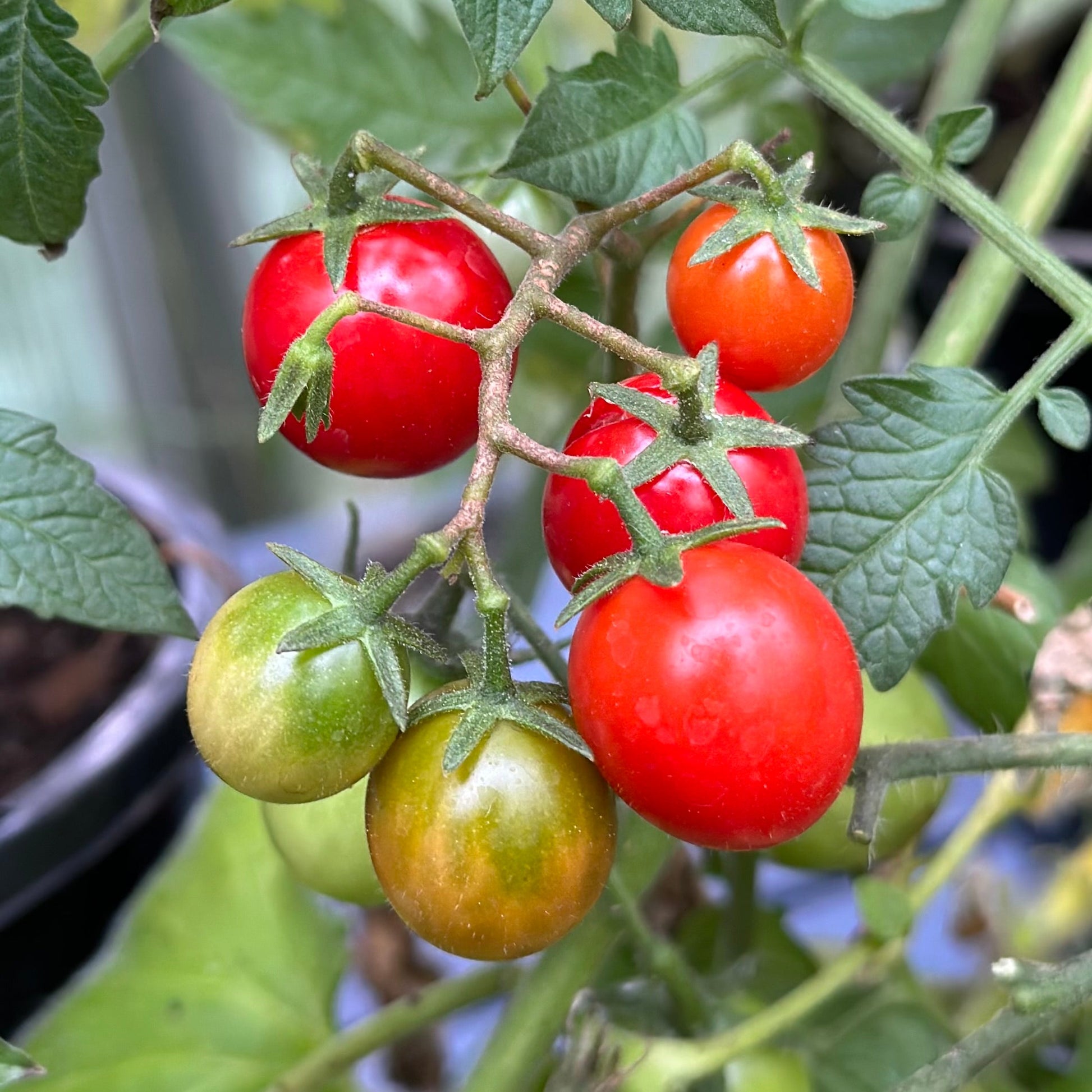 Tomato 'Gardener's Delight' Seeds - Hollyhock Hill